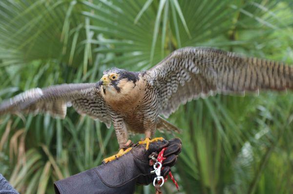 Lily, a peregrine falcon, one of our Education Birds of Prey