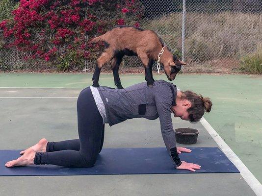 Goat Yoga at Sugar Sweet Farm