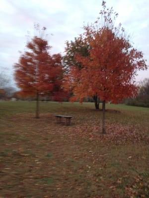 My Fall foliage run today.