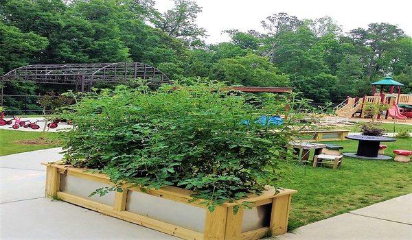 Our tomato beds