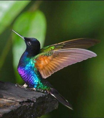 "Grab Joy as swiftly as you can" - The Hummingbird