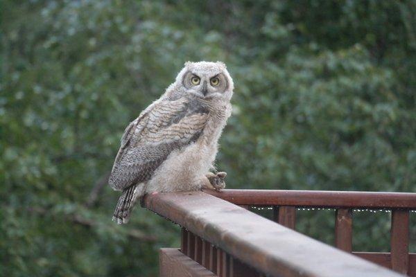 Owlet from 2018 nest