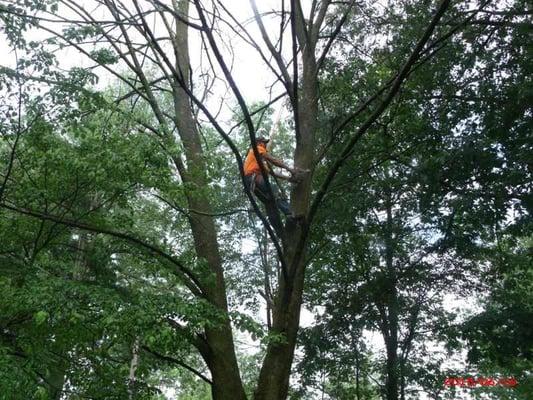 Climbing Ash