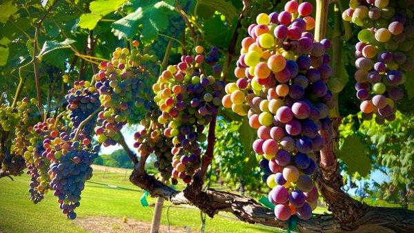 CCV Black Spanish Veraison