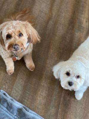 Sadie and Pippa