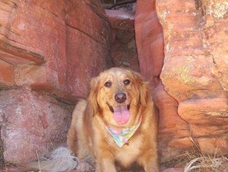 Molly At the LV Dog Park