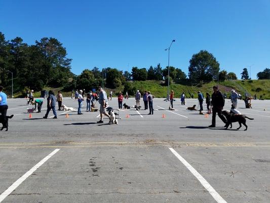 San Bruno Dog Obedience School