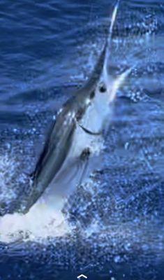 White marlin Dominican Republic