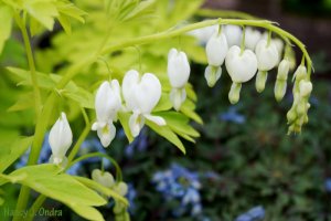 bleeding heart #lindenhillgardens