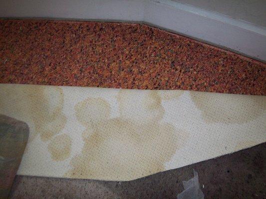 Bay Area Legal Aid defended the guy who left my home like this--on false pretenses. (This carpet was TWO years old!)