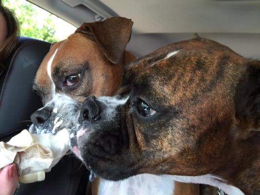 The pups enjoying an ice cream cone after the trip home from the cabin.