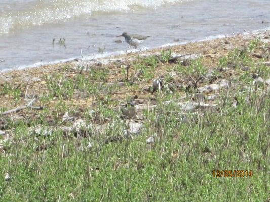 spotted sandpiper at Boedecker Lake