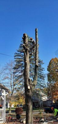 Get all your tree and shrub care needs fulfilled by the landscaping experts at Five Star Landscaping LLC...