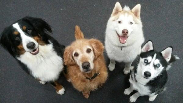 Joey, Loki, Balto and Ti