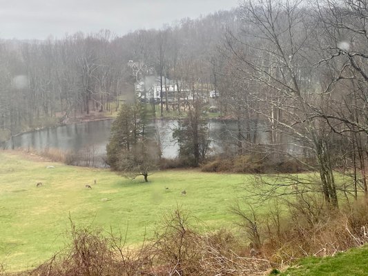 View of the neighborhood deer