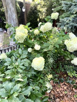 Puff! (Annabelle Hydrangeas)