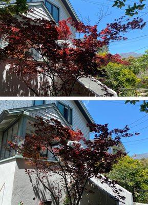 A delicate, focal point Japanese Maple