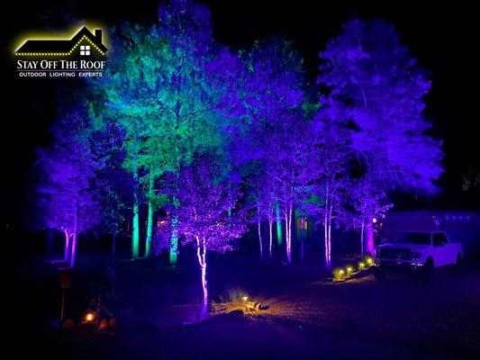 Lighting up the forest