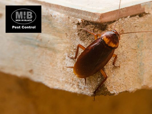 American cockroaches are large about 1.5" in length. We offer pest control services to exterminate them.