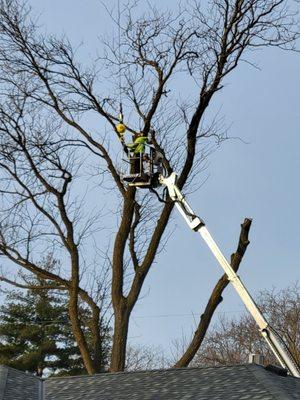 Drefs Tree Service Inc