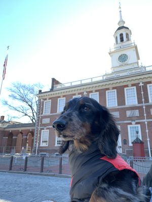 Doxie Rescue of Bucks County & NJ