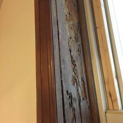 Termite Damage