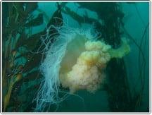 Lions mane jelly