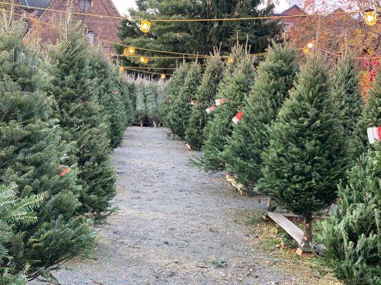 Philly Christmas Trees