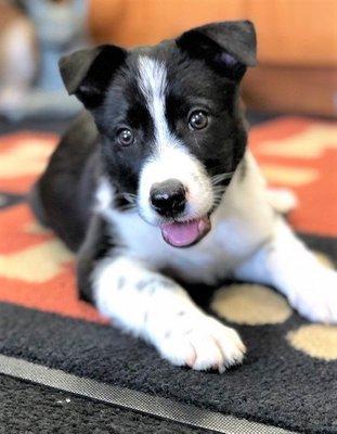 Pete came in for his last puppy boosters with Dr Burks today! We love this sweet boy!