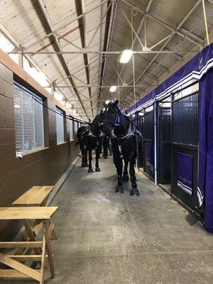 Inside he horse barn with the Percheron exhibition team from Young Living