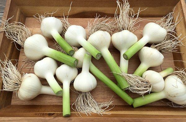 local garlic