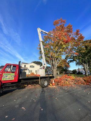 Armando's Tree Service