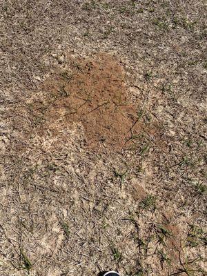 Fire ant beds