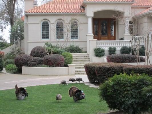 Fair Oaks turkeys spice up our neighborhoods.