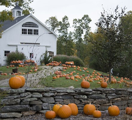 Devon Point Farm is open for PYO PUMPKIN Patch, Raw APPLE CIDER & Cider DONUTS!