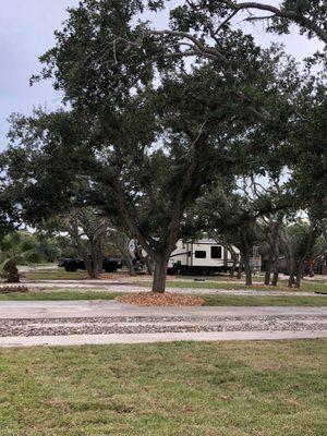 Large sites with great shade.