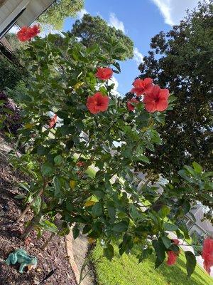 Beautiful hibiscus.