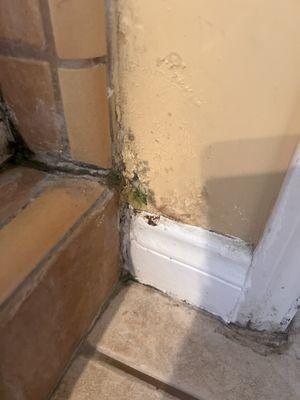 Mold remediation/bathroom baseboards