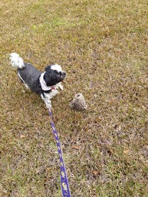 What did Mojo find coming out the ground in Louisiana?