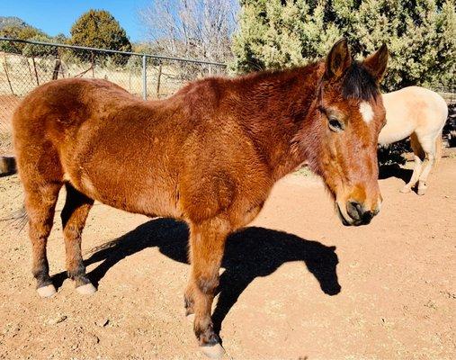 Resident Horse Vegas. Guests get to help groom the horses and mules.