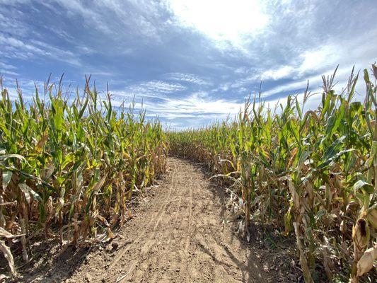 Corn Maze