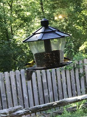 Yellow finches at the feeder outside the dining room window