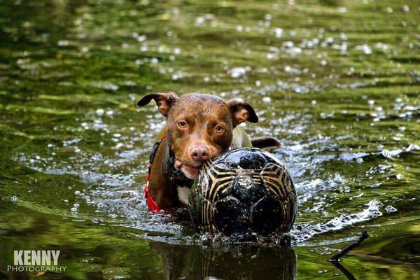 Kenny takes great pictures of pets!