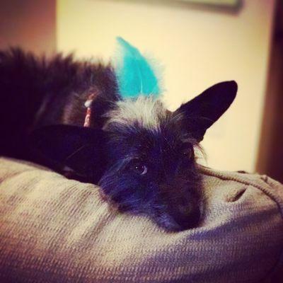 Louis after his groom, chilling with his badass feather!