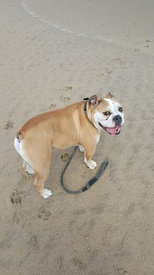 Beach Walk for Fido and all his furry friends