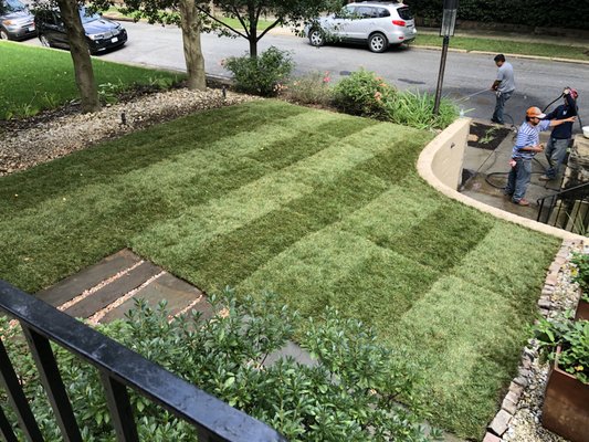 Detached old lawn, regarded with topsoil, and sodded with tall fescue grass!