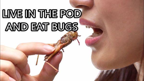 Live in the pod and eat bugs