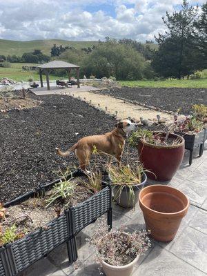 Winston smelling the flowers