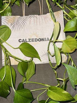 Calzedonia