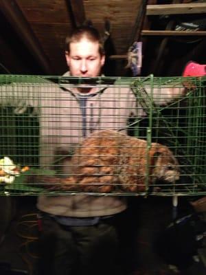 Hi this is Tim Marshall, owner & operator Of Marshall's Wildlife Control.  Oh this is a very large groundhog/woodchuck.